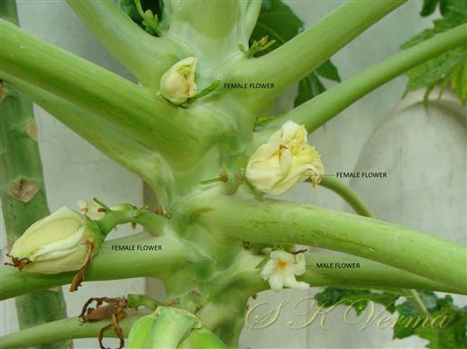  Flowers in leaf axils